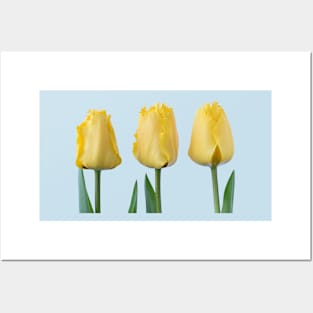 Tulipa &#39;Crystal Star&#39; Fringed Tulip Posters and Art